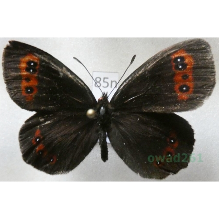 Erebia euryale (Esper, 1805) Górówka euriala Poland85n